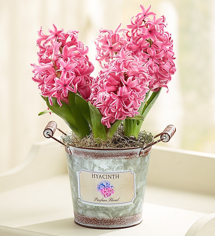 Heavenly Hyacinth + Free Gloves